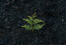 green fern plant on ground