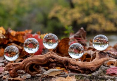 clear glass ball on brown tree log
