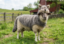 A sheep in a wolf disguise