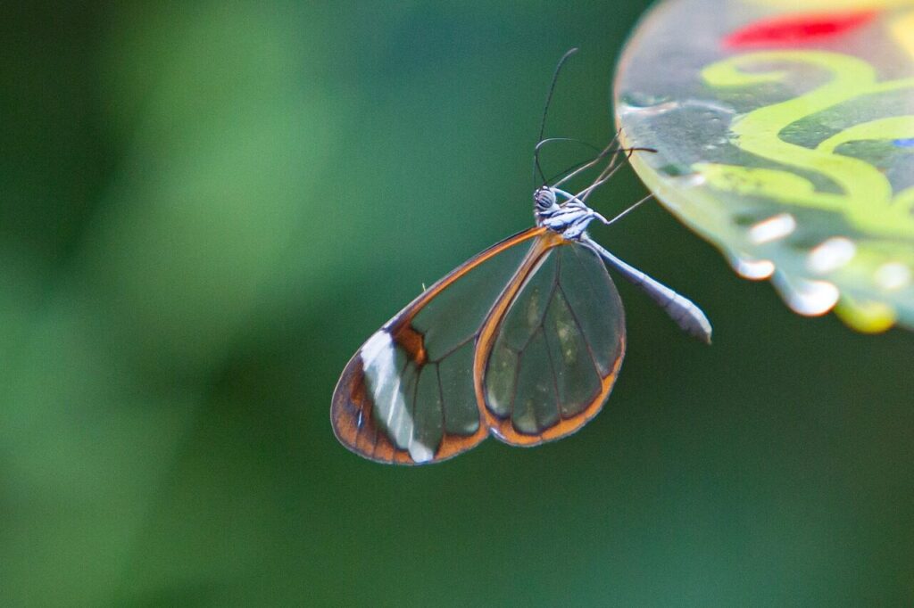 glasswing butterfly, butterfly, insect, wings, plant, fauna, garden, nature, closeup