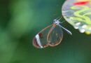 glasswing butterfly, butterfly, insect, wings, plant, fauna, garden, nature, closeup