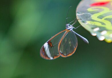 glasswing butterfly, butterfly, insect, wings, plant, fauna, garden, nature, closeup