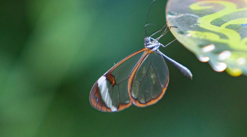 glasswing butterfly, butterfly, insect, wings, plant, fauna, garden, nature, closeup
